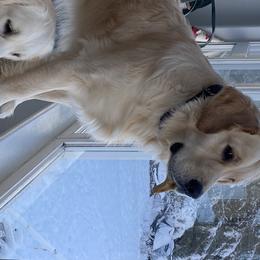 Ginger  - Golden Retriever