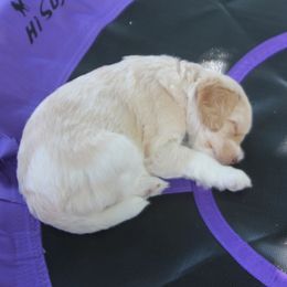 Australian Labradoodle Puppies from All About Love Australian Labradoodles