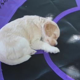 Australian Labradoodle Puppies from All About Love Australian Labradoodles
