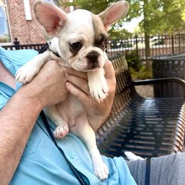 French Bulldog Puppies from Southern Mississippi Frenchies