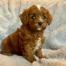 Sprout - Brown male Cavapoo puppy in Milton, Pennsylvania from Nita's Poodle Pooche's