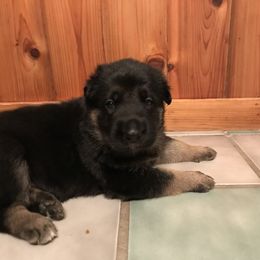 German Shepherd Puppies from Sandy’s Shepherds