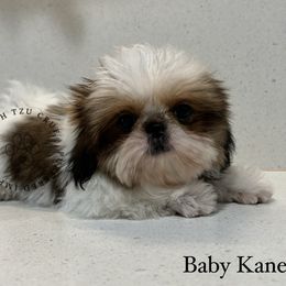 Kane - Shih Tzu