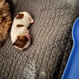 Girl 2 - Liver and white female Shih Tzu puppy in Allendale, Michigan from Rooks' Shih Tzus