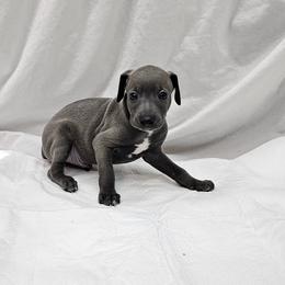Blue Male - Blue male Italian Greyhound puppy in Newalla, Oklahoma from Heartland Iggys
