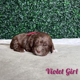 Violet Girl - Brown female Bernedoodle puppy in Modesto, California from Two Doods Doodles