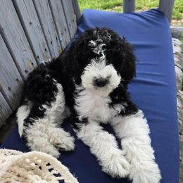 Sheepadoodle Puppies from Primrose Cottage Puppies