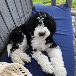 Sheepadoodle Puppies from Primrose Cottage Puppies