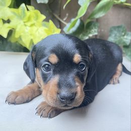 Ruby - Black and tan female Dachshund puppy in California from Triple C Dachshund’s