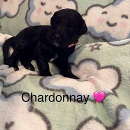 Chardonnay - White and black female Bordoodle puppy in Republic, Missouri from Holland Hilltop Farm