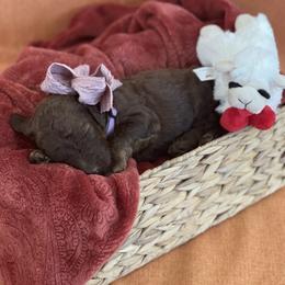 Poodle Puppies from Creek Side Kennels