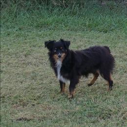 Rotty - Toy Australian Shepherd