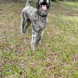 Jagger - Brindle male Poodle puppy in Ocala, Florida from Bernedoodles of Florida