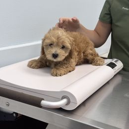 Lime green- Ricky - Red male Maltipoo puppy in West Jordan, Utah from Mid Sized Maltipoos and More LLC
