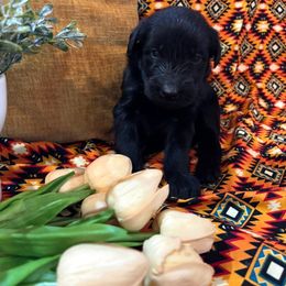 Boy - Black male Giant Schnauzer puppy in Many, Louisiana from Toledo Bend Giants Vom Zitronen