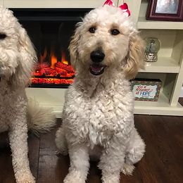 Goldendoodles and Labradoodles from DJ’s Doodles