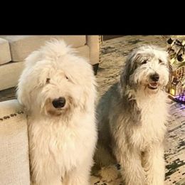 Sheepadoodle Puppies from Bns Sheepadoodles