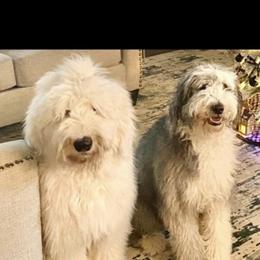 Sheepadoodle Puppies from Bns Sheepadoodles