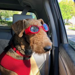 Airedale Terrier All Grown Up from Lynaire Kennels