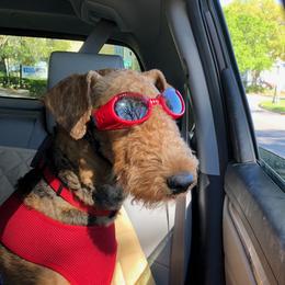 Airedale Terrier All Grown Up from Lynaire Kennels