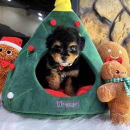 MIDNIGHT - Parti male Maltipoo puppy in Sugar Land, Texas from Celebrity Maltipoos