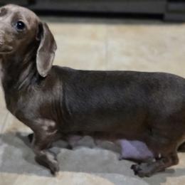 Dachshunds from J's Mini Dachshunds