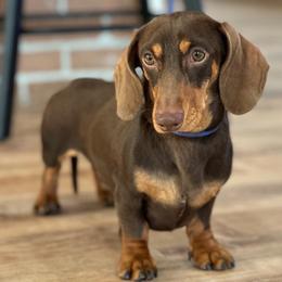 Twix - Dachshund