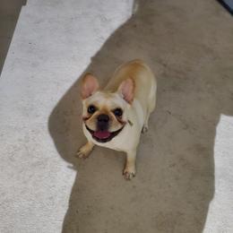 AVA - French Bulldog