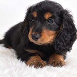 Heidi - Black and tan female Dachshund puppy in Fredricktown, Missouri from Ivy Cream Dachshunds