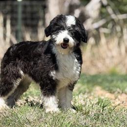 Mazie - Aussiedoodle