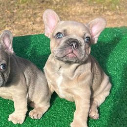 French Bulldogs from Blue Bottom Frenchies