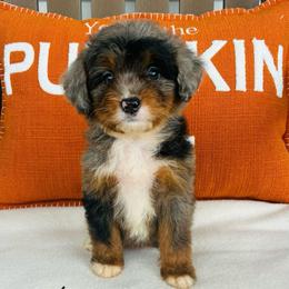 Sierra - Tri-color female Bernedoodle puppy in Auburn, Indiana from Martin’s Doodles