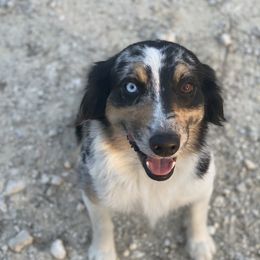 Bella - Australian Shepherd