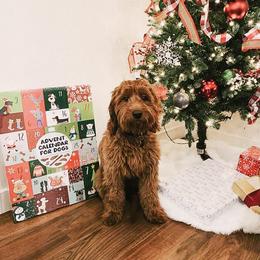 Goldendoodle and Poodle Puppies from Oodles of Doodles Ut