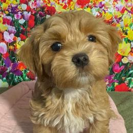Saffron - Red female Havanese puppy in Clermont, Florida from Country Sweet Havanese and Creative Coaching