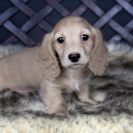 Dachshund puppies from Dachsy