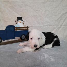 Wish - Black and white male Sheepadoodle puppy in Weatherford, Texas from Oodles of poodles and doodles