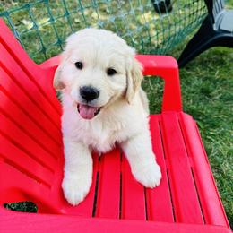 Georgie - Golden male Golden Retriever puppy in Denver, Colorado from Amore Doro’ N Marshell Golden’s