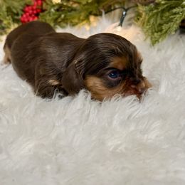 Clove - Chocolate female Cavalier King Charles Spaniel puppy in Ellisville, Mississippi from Malu Lani Cavaliers