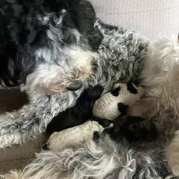 Aussiedoodles and Double Doodles from Kingwood Doodles