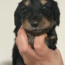 AKC Black and cream longhair - Black and cream male Dachshund puppy in Anderson, California from Golden Paws Dachshunds
