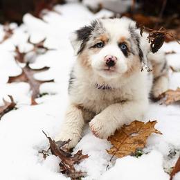 Australian Shepherd Puppies from Scarlet Oak Aussies