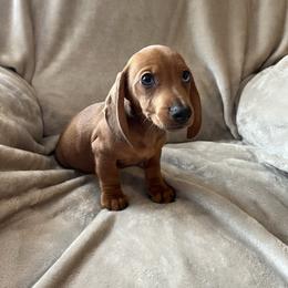 Blue eyed Benson - Red male Dachshund puppy in Milroy, Pennsylvania from Not Your Average Weiner