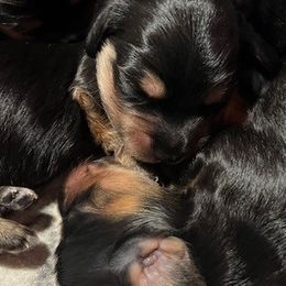 Dachshunds from Amy Lynn