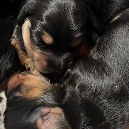 Dachshunds from Amy Lynn