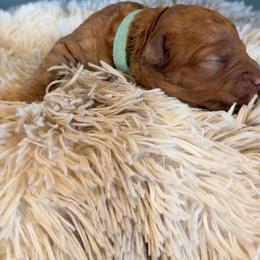 Teal Collar - Red  female Goldendoodle puppy in Ottawa, Kansas from Kansas Country Doodles