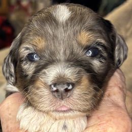 Toy Australian Shepherd puppies from Larsen's Toy Aussies