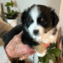 Freya - Black tri female Toy Australian Shepherd puppy in Bristow, Iowa from Pine Ridge Toy Aussies