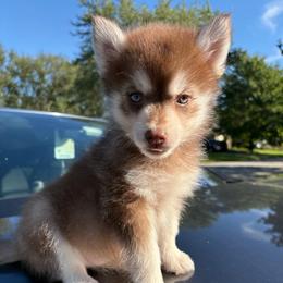 Ember - Chocolate female Pomsky puppy in Valparaiso, Indiana from Valparaiso Pomskys
