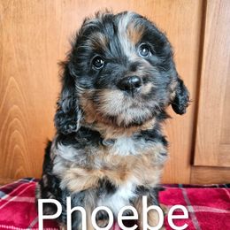 Phoebe - Blue merle female Assorted Doodle Crosses puppy in Rainier, Oregon from Seven Petals Farm